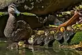 Female with ducklings