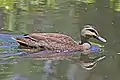 Centenary Lakes, Cairns, Queensland