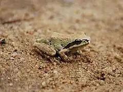 Pacific tree frog