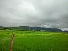 Paddy Fields In Dhakti Jui