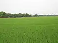 Paddy Fields around Vennaaru River