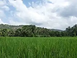 Paddy fields in Kadavoor