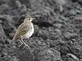 Paddyfield Pipit seen in Udumalpet, Tamil Nadu, India