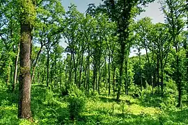 Forest in Țigănești