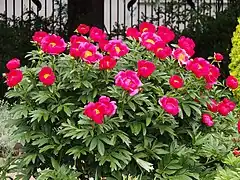 Peony - Paeonia lactiflora 'Scarlet Tananger'