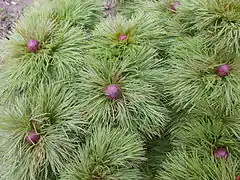 Paeonia tenuifolia, leaves and flower buds