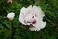 Paeonia Rockii bloomed with bud