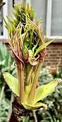 Elongation of petioles protruding from gaping bud scales as flowering shoot develops. West Ealing, London, U.K.