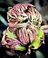 Top view of cluster of furled leaf blades emerging from Spring bud