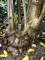 Gnarled root crown & main trunks, clad in grey bark, with prominent lenticels and leaf scars and surrounded by fallen petals