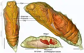 Inside Pupa