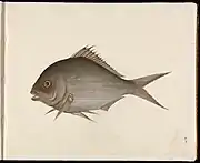 Paintings of insects and fish. Early 19th century