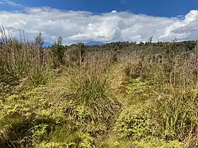 Pakihi near Ōkārito