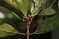 Leaves clustered at tip of branchlets