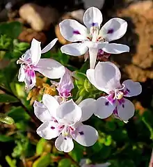 Lapeirousia pyramidalis closeup of flowers