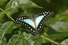 Great jay(Graphium eurypylus)