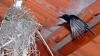 Male Palestine sunbird in Tzofit, Israel