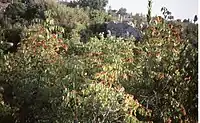 Paliurus spina-christi, Christ's thorn shrub bearing fruits which are woody nutlets centred in a circular wing among the ruins of Side, Turkey.