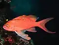 Anthias