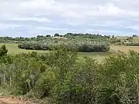 A thick grove of old trees at Palmar de tiburcio, Camino del Indio, Rocha, Uruguay.