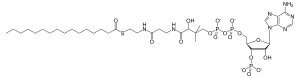 Palmitoyl CoA