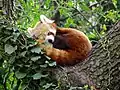 Red panda