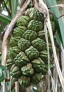 Fruit showing phalanges