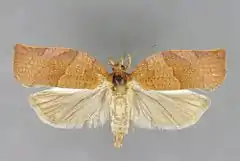 Mounted specimen