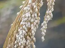 Broomcorn millet head