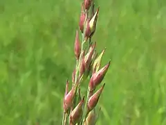 Seeds, Kirt Prairie