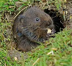 Water vole eating