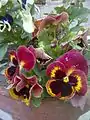 Hybrid pansy