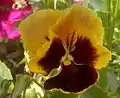 Hybrid pansy