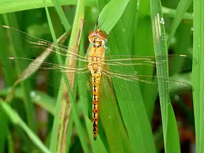 Pantala flavescens female