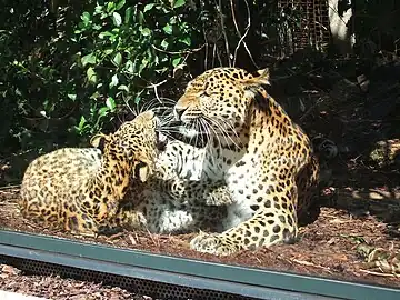 Amur leopards