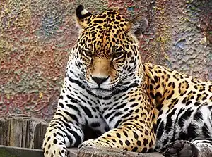 A Jaguar at the zoo