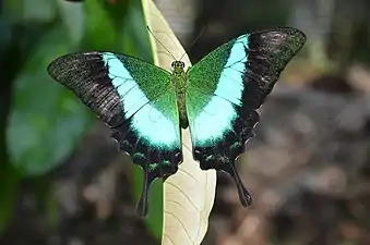 Malabar banded peacock(Papilio buddha)