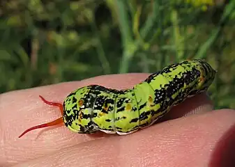 Final instar larva, osmeterium extended, applying repugnatorial secretion with one "horn" to the hand holding it.