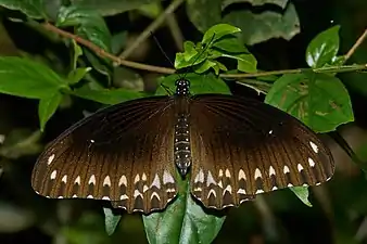 Dorsal view