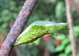 Pupa