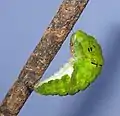 Caterpillar pupating