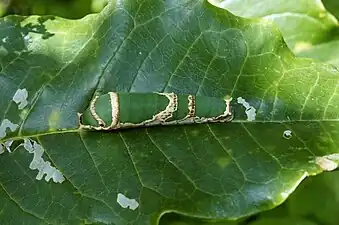 Larva