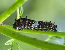 Papilio polyxenes caterpillar first instar on flowering Pigweed in PA