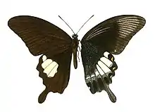 Andaman Helen(Papilio prexaspes)