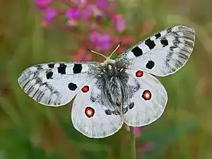 Parnassius apollo