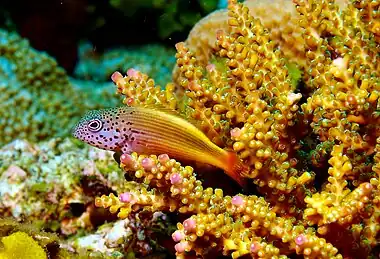 Forsters Hawkfish juvenile at Papua New Guinea, 2013