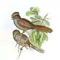 Illustration by John Gould