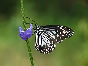 Ventral view