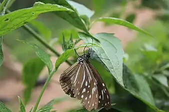 Ventral view