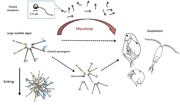 Diagram of a mycoloop (fungus loop)